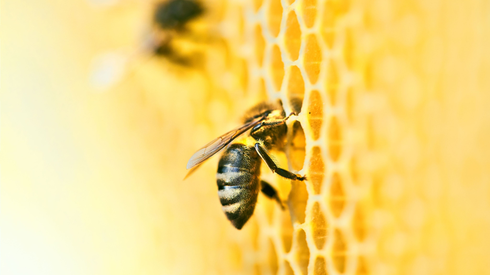 Getting Down to Bees-ness with the Girl Scouts | St. Louis Personal Injury Lawyers